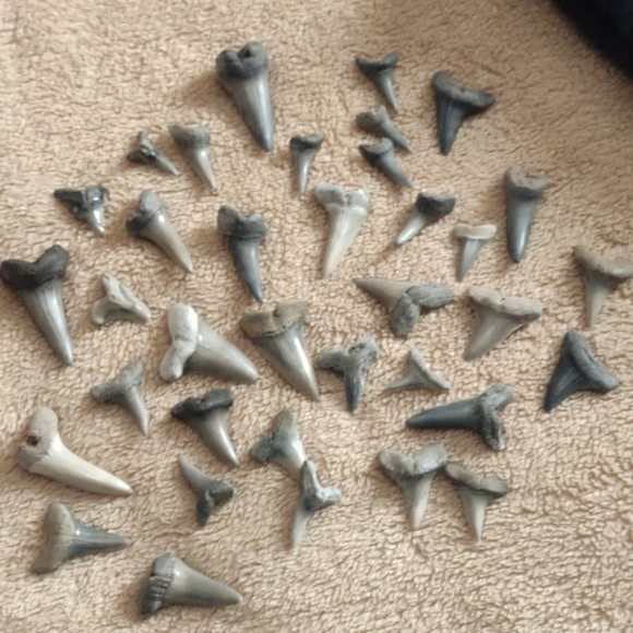 Sharks teeth - Picture 1 of 2